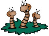 worm-clipart-vermicomposting-8